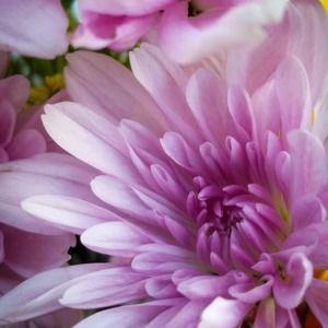 Meet your Posher, Margarita